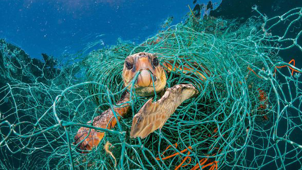 ocean, alenka mali, dump, waste