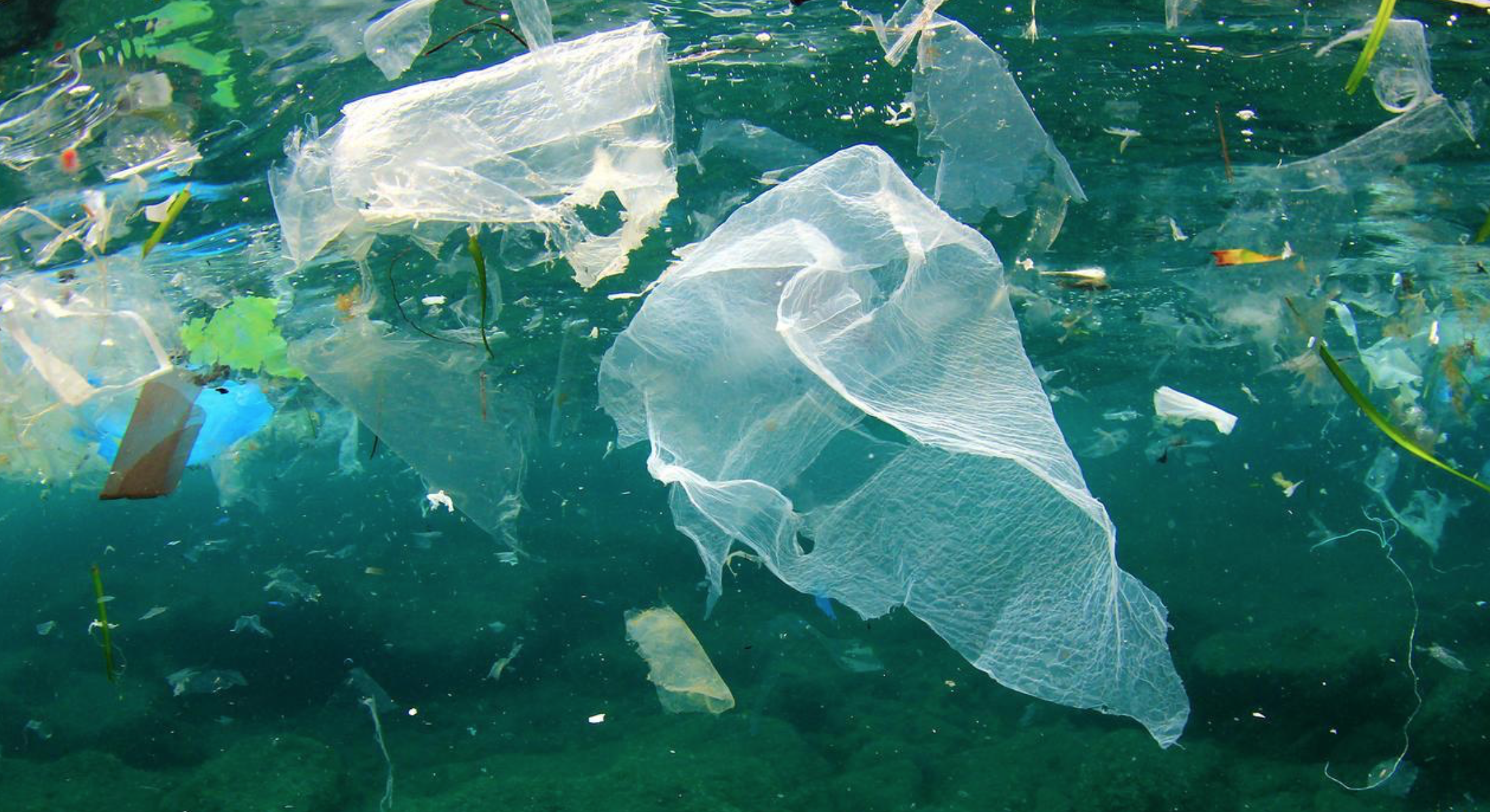 plastic waste, plastic free, alenka mali, squamish photography, sustainability, ocean waste, green planet, tips