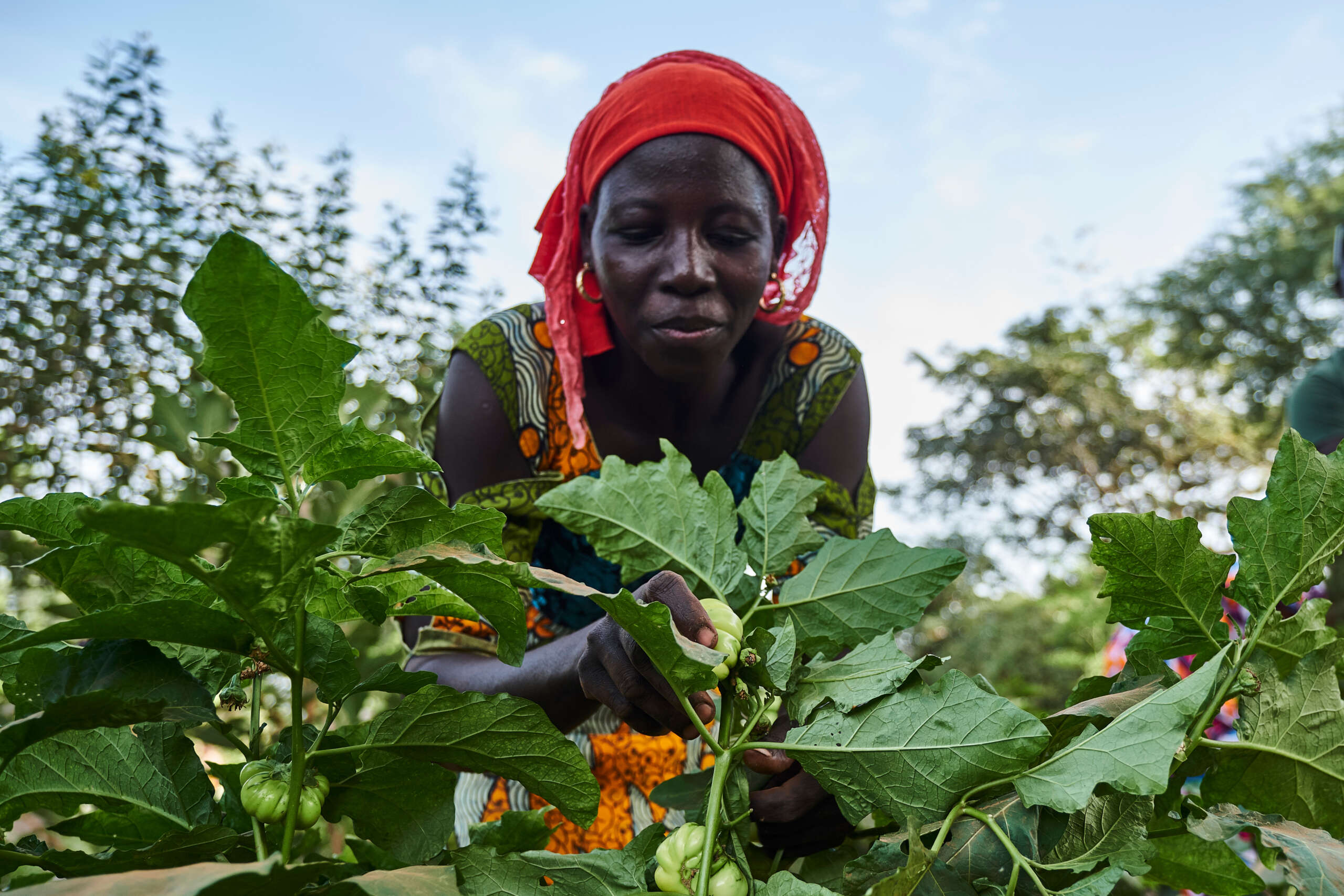 KAFFRINE - SENEGAL: Farmers work on the field as part of a forest garden project by Trees for the Future on November 08, 2018 in Kaffrine, Senegal. Photo: Xaume Olleros for Trees for the Future Activities Trees for the Future in Senegal Trees for the future, NGO, documentary, environment- alenka mali-eco friendly tips
