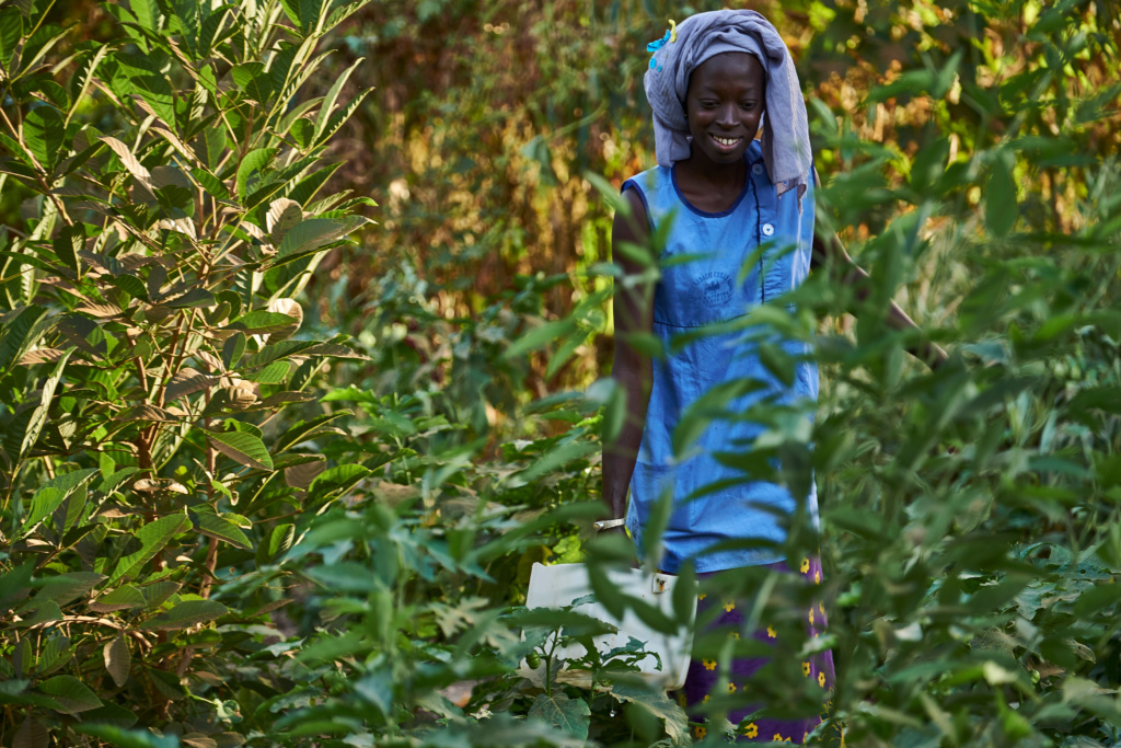 Trees for the Future Activities Trees for the Future in Senegal Trees for the future, NGO, documentary, environment- alenka mali-eco friendly tips