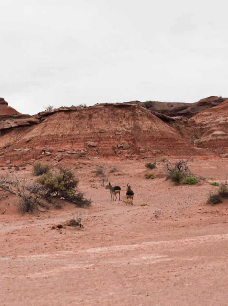 talampaya national park-san juan-argentina-alenka mali-travel argentina-influencer photography-rock formations-red rock-canyon-exploring argentina-squamish photography